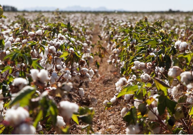 Organic Cotton Project